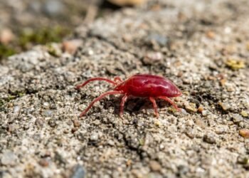 Identidade científica do ácaro vermelho do concreto