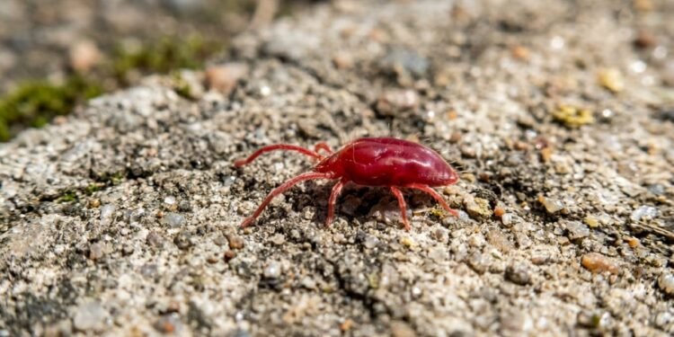 Identidade científica do ácaro vermelho do concreto