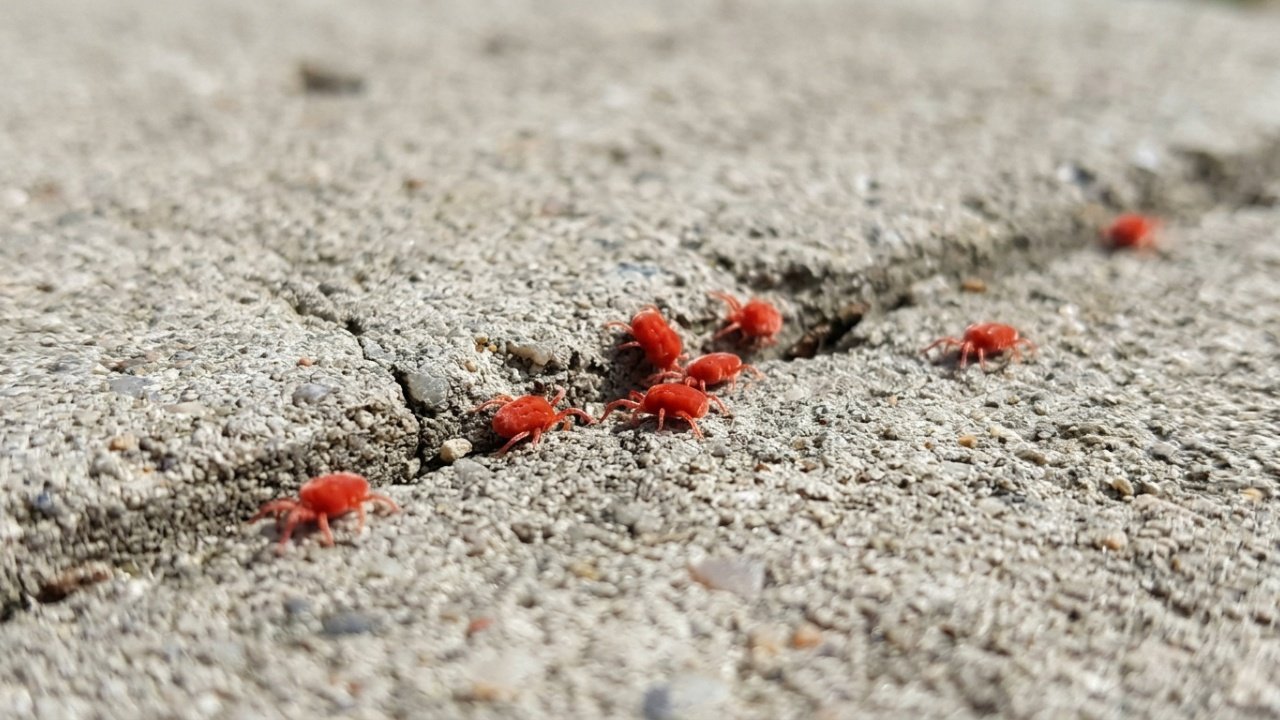 Identidade científica do ácaro vermelho do concreto