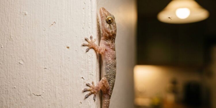 O significado biológico e ecológico de encontrar lagartixas dentro de casa