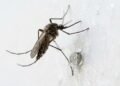 Não é o veneno líquido de tomada nem a raquete elétrica o verniz transparente repelente que blinda as paredes da casa contra insetos por 2 anos
