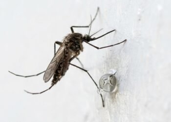 Não é o veneno líquido de tomada nem a raquete elétrica o verniz transparente repelente que blinda as paredes da casa contra insetos por 2 anos