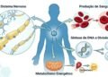 Vitamina B12: para que serve, seus sinais de falta e por que a metilcobalamina é uma das formas mais procuradas