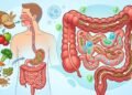 Os alimentos que ajudam a saúde do cólon: como eles alimentam as bactérias intestinais e por que a fibra ainda é a base de tudo