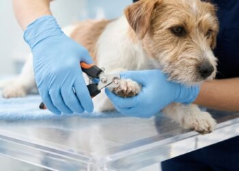 Como cortar unha de cachorro com segurança e evitar sangramentos no sabugo