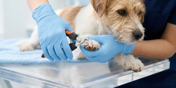 Como cortar unha de cachorro com segurança e evitar sangramentos no sabugo