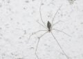 O que significa aparecer uma aranha de pernas longas no seu apartamento