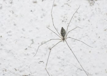 O que significa aparecer uma aranha de pernas longas no seu apartamento