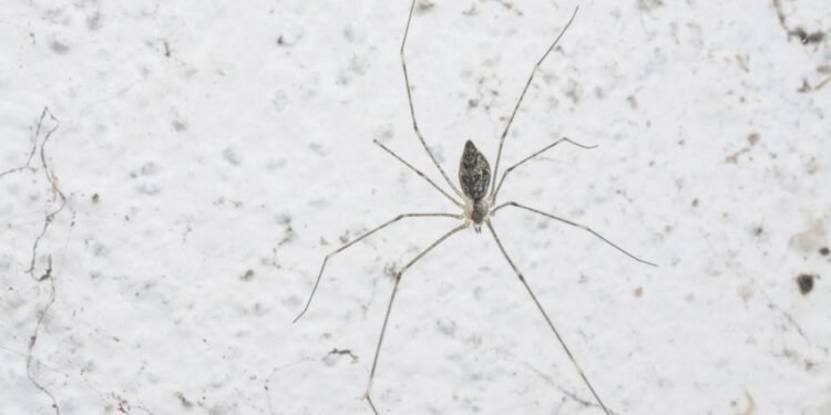 O que significa aparecer uma aranha de pernas longas no seu apartamento