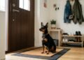 Cães de pequeno porte ideais para vigilância e companhia com baixa manutenção