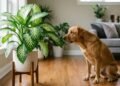 As plantas mais bonitas e perigosas que muita gente tem em casa sem imaginar o risco para cães e gatos