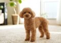 As 3 raças de cães mais calmas para idosos terem em casa, segundo especialistas