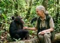 Jane Goodall afirmou: “O que você faz faz diferença, e você precisa decidir que tipo de diferença quer fazer”