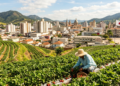 A cidade que participou de um dos projetos políticos mais antigos do Brasil hoje encanta com plantações de morango