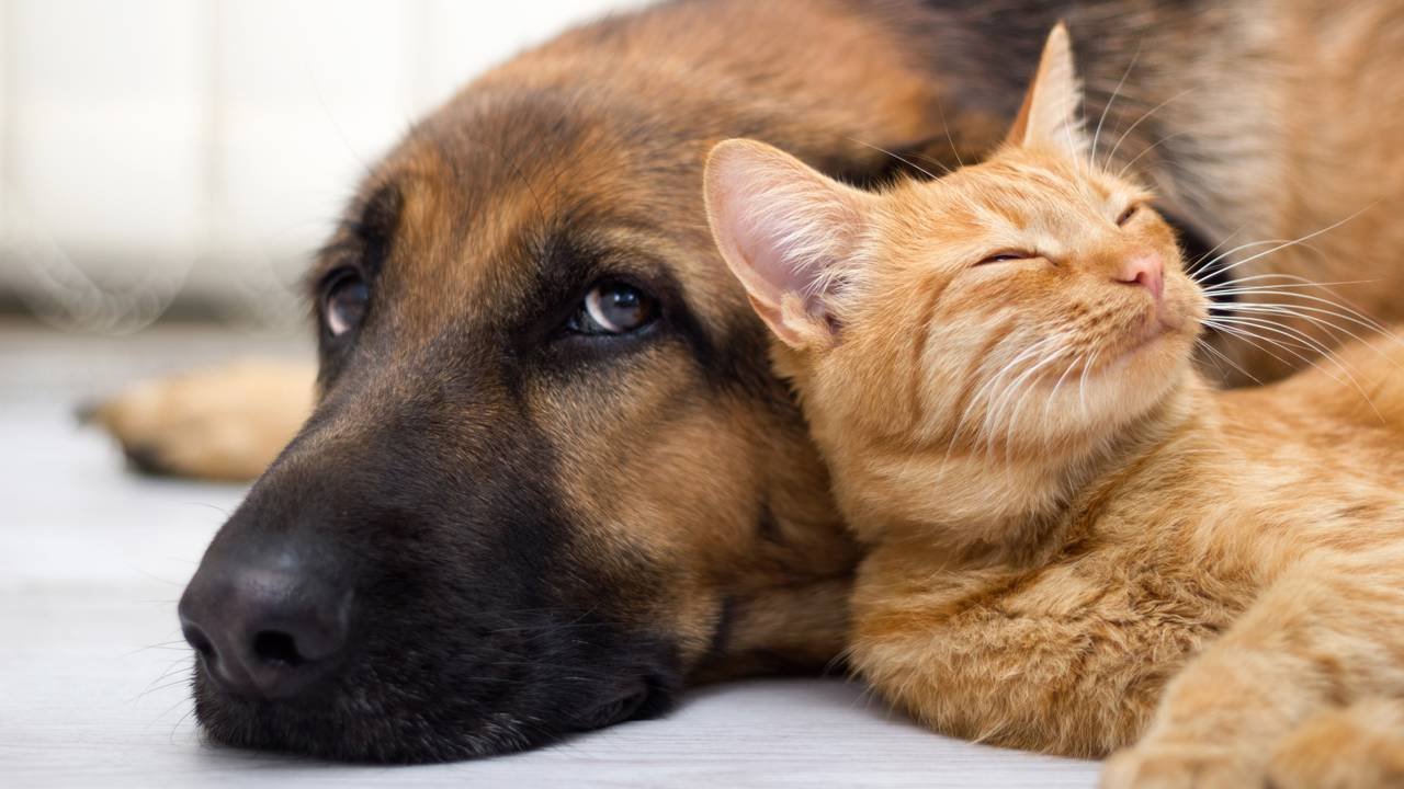 O que muda na rotina de quem adota um pet e passa a viver com mais afeto, companhia e propósito