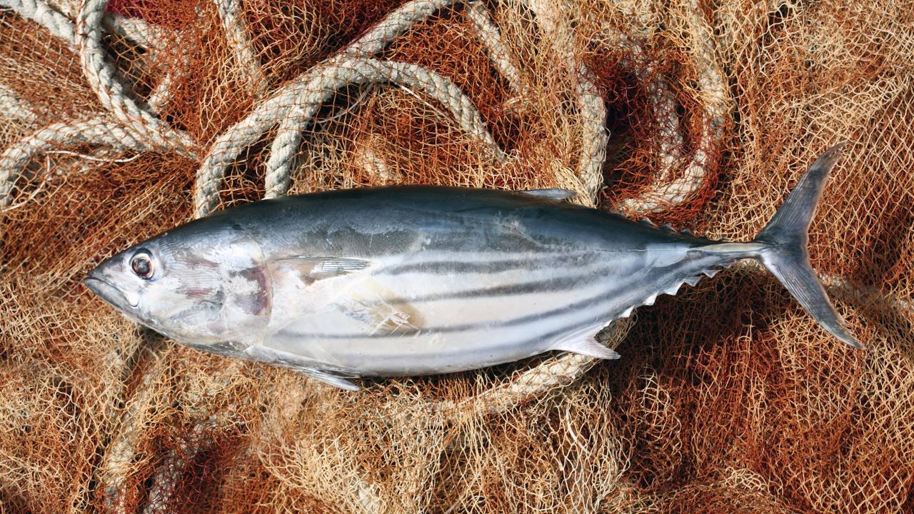 Atum ou sardinha