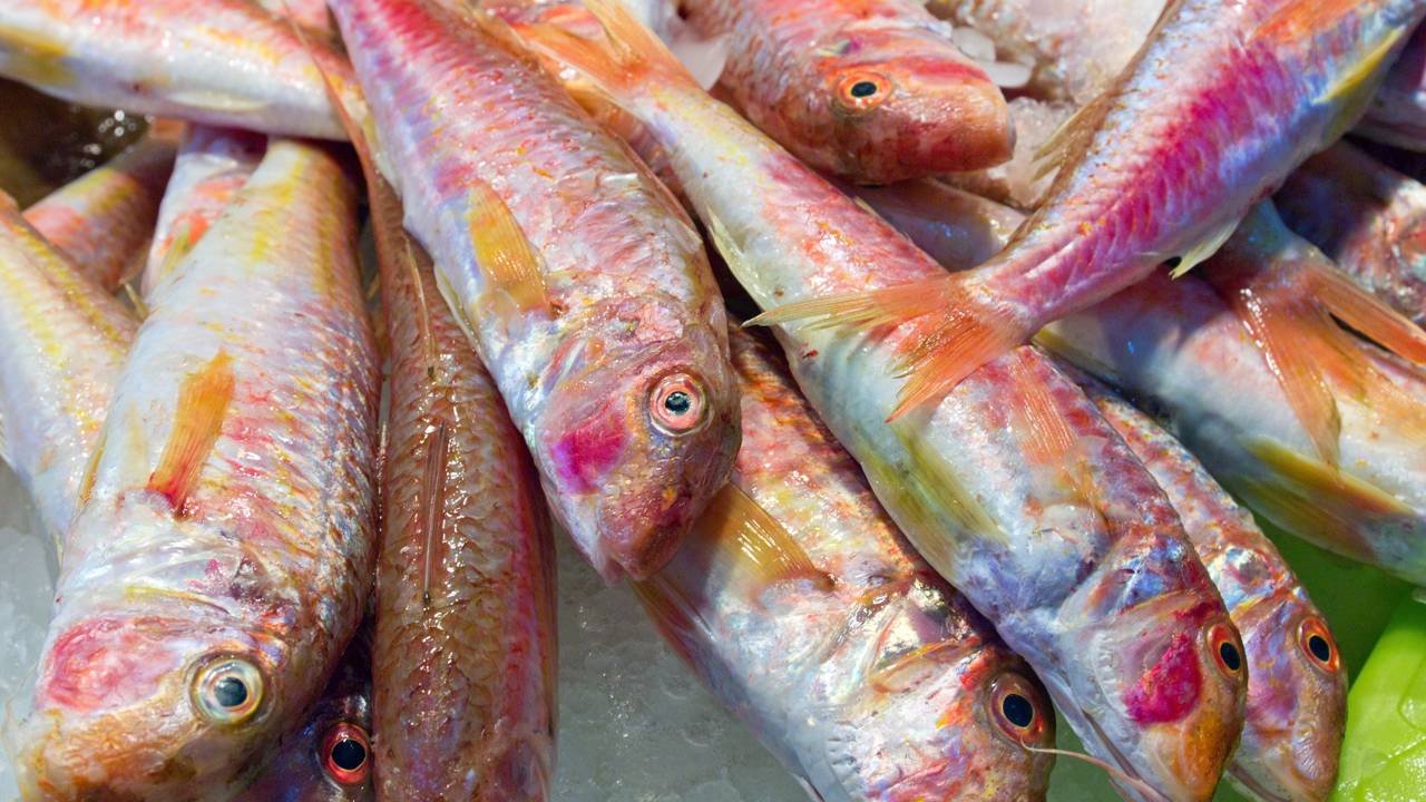 Atum ou sardinha