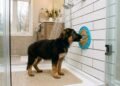 Como fazer o cachorro ficar mais calmo na hora do banho e evitar estresse