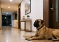 Estas raças de cachorro protegem a casa sem latir e conquistam quem mora em condomínio