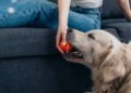 O que significa quando o cachorro entrega objetos ao dono, segundo especialistas