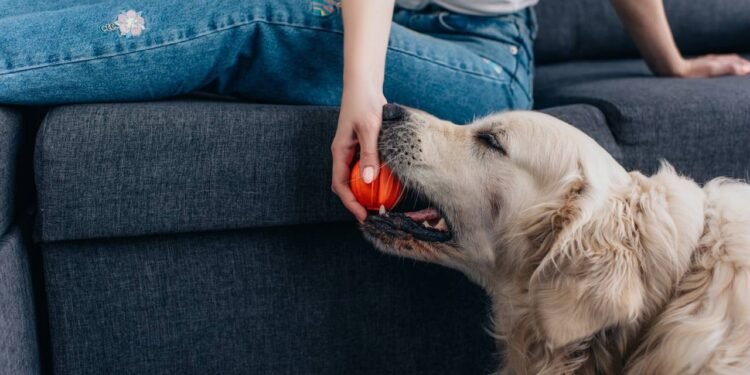 O que significa quando o cachorro entrega objetos ao dono, segundo especialistas