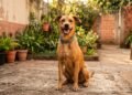 5 nomes para cachorro caramelo que combinam com machos e fêmeas de personalidade marcante