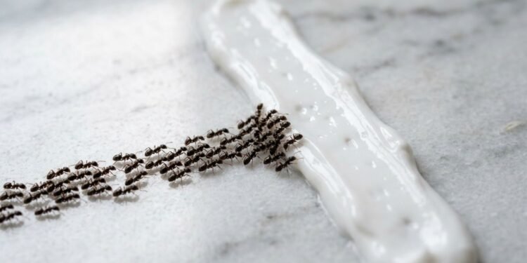 creme corporal repelente