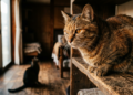 Os veterinários concordam: os gatos podem assumir papéis dominantes quando percebem que não há recursos suficientes