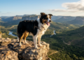 As raças de cachorro que aguentam trilhas longas e continuam animadas do começo ao fim