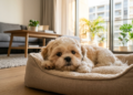 As raças de cachorro mais indicadas para quem mora em apartamento e quer tranquilidade no dia a dia