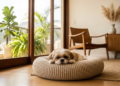 Cachorros de pequeno porte que quase não latem e combinam muito com apartamentos