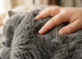 As raças de gato mais indicadas para quem quer tranquilidade e boa convivência com crianças
