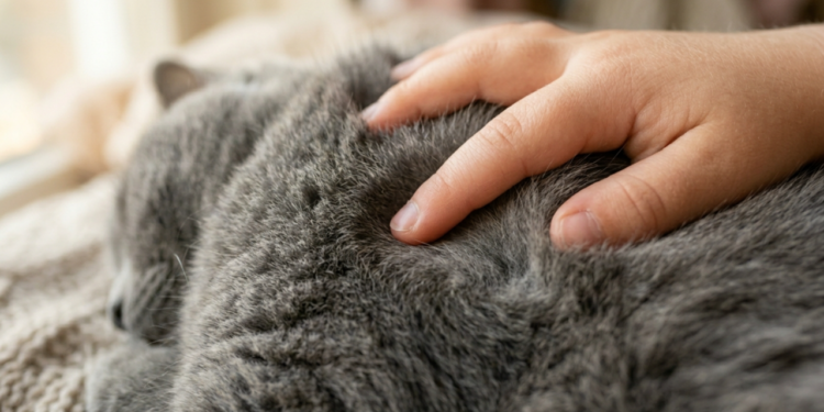 As raças de gato mais indicadas para quem quer tranquilidade e boa convivência com crianças