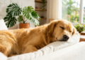 Os hábitos de higiene que deixam seu pet mais limpo, confortável e saudável