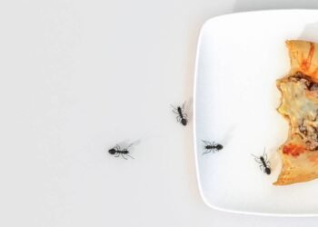 Comer formiga melhora a visão? O que isso pode fazer nos olhos