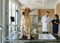 Um estudo científico revelou que labradores têm variantes genéticas ligadas à sociabilidade parecidas com as observadas em humanos