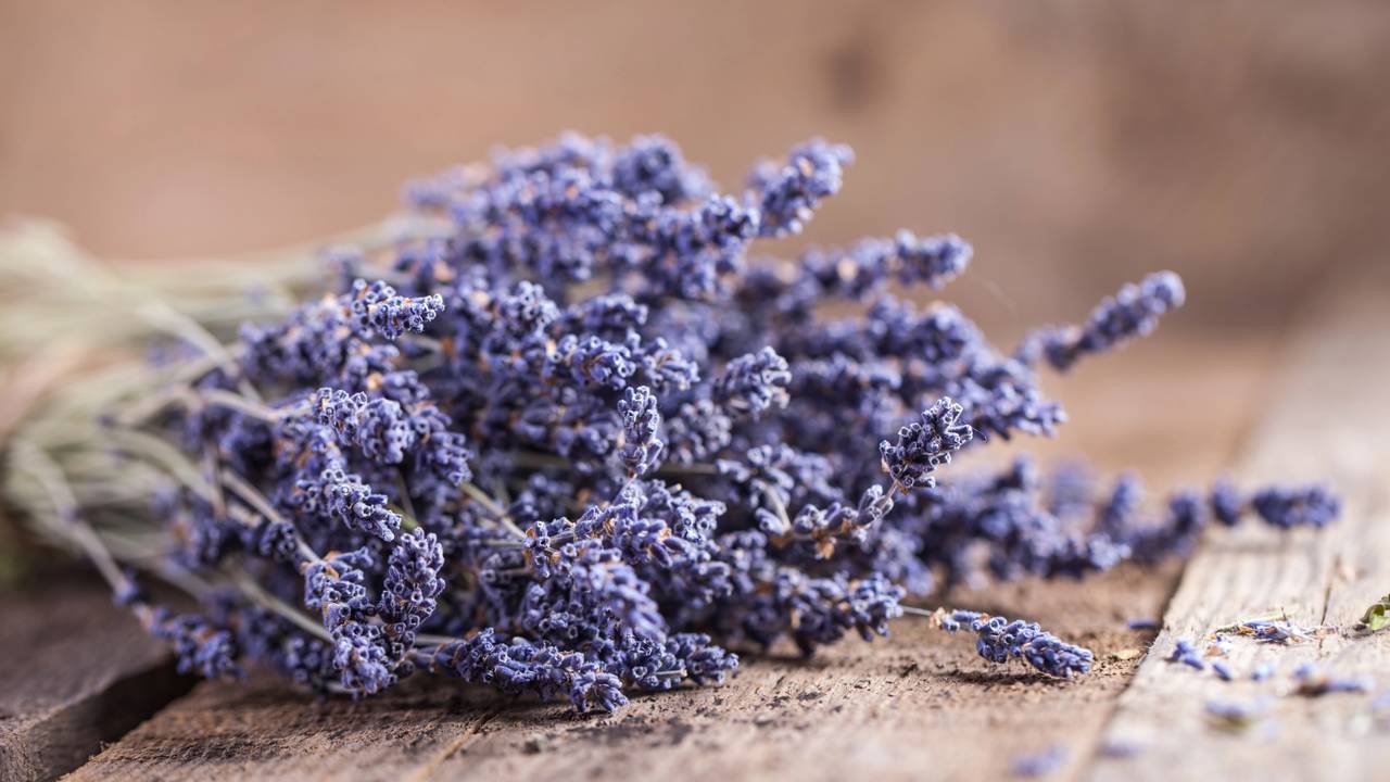 plantas aromáticas repelente