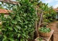 Quase ninguém sabe, mas essa planta considerada mato é altamente nutritiva e cresce sozinha no jardim