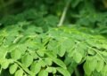 Como evitar picos de glicose com ajuda da moringa