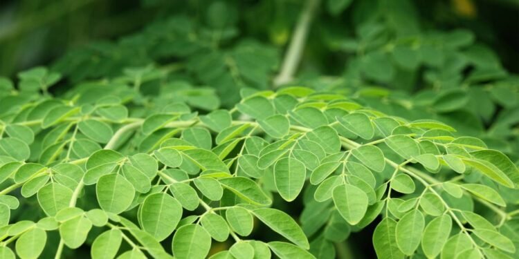 Como evitar picos de glicose com ajuda da moringa - Créditos: depositphotos.com / bdspn74