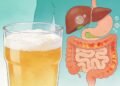 O que o consumo da cerveja realmente faz no intestino e no fígado