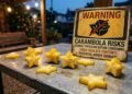 perigos da carambola nos rins