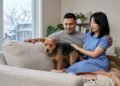O cachorro ciumento que disputa atenção o tempo todo, como lidar sem piorar a convivência em casa