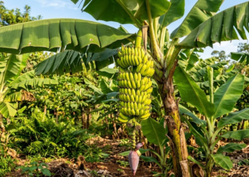 planta onde nasce banana (1)
