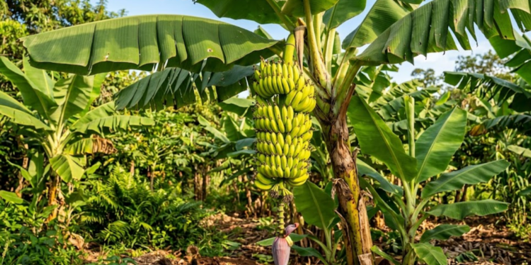 planta onde nasce banana (1)
