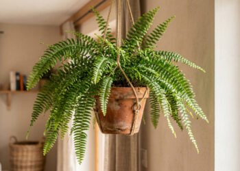 Vaso de samambaia verde e saudável próximo a uma parede clara em ambiente iluminado