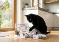 5 produtos para o seu gato comer mais devagar e evitar desconfortos digestivos