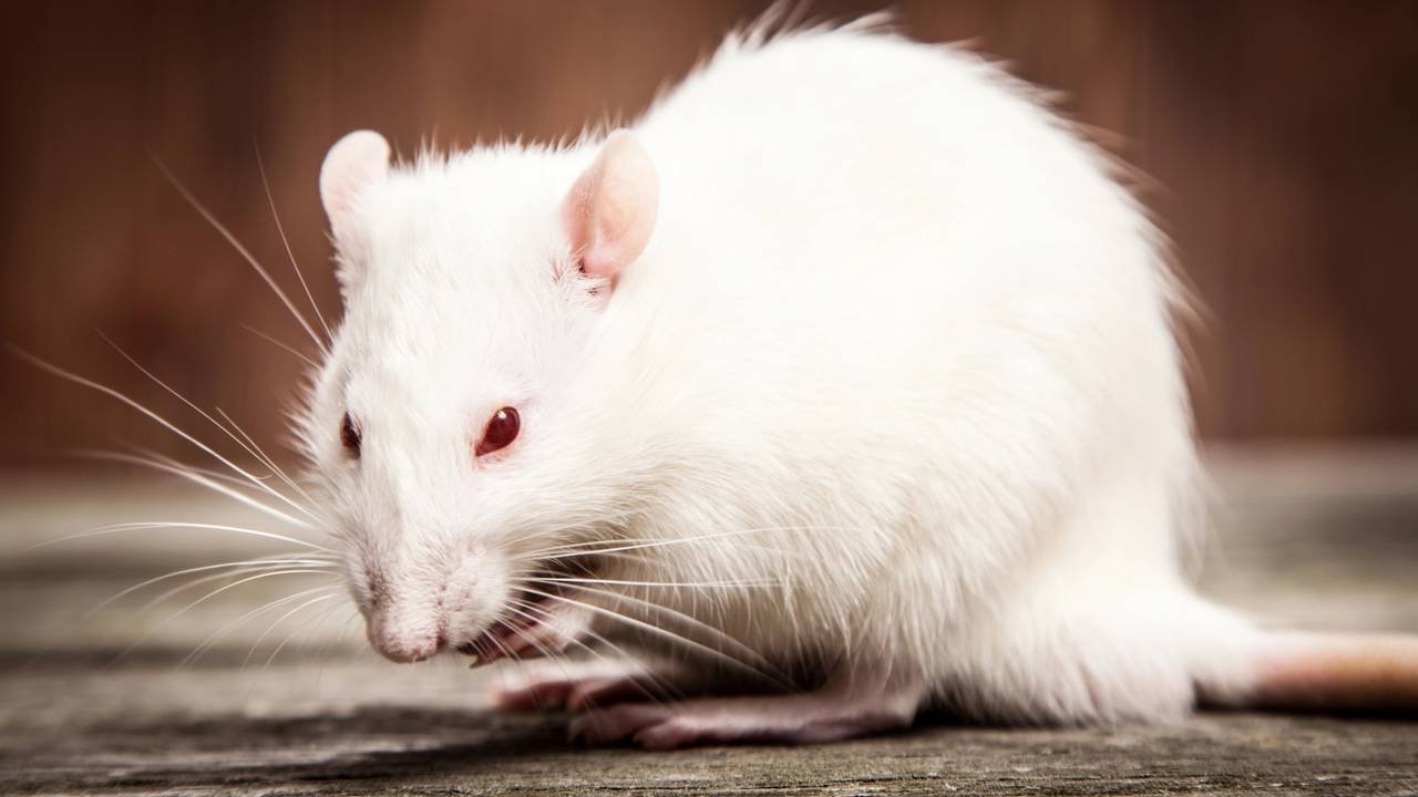 afastar ratos da despensa