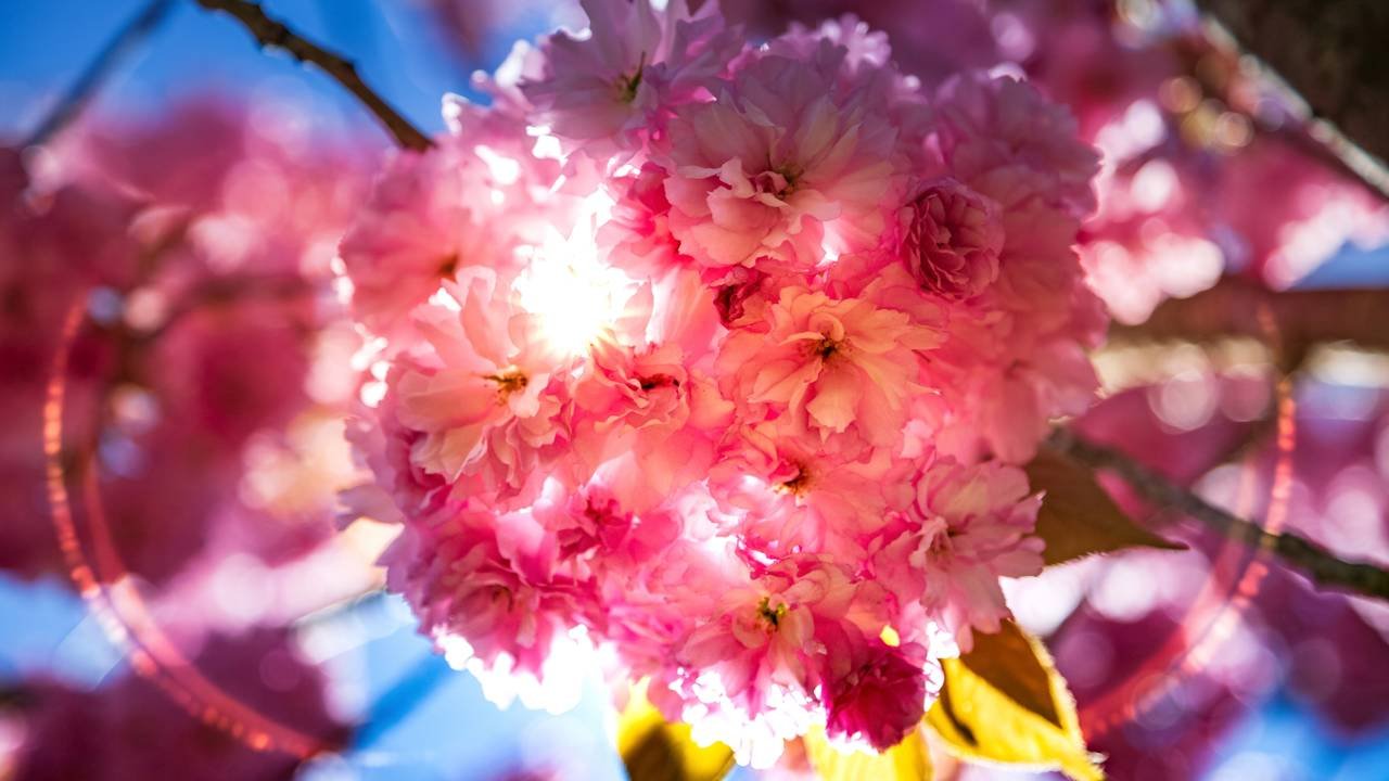 Nomes de flores asiáticas
