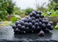 benefícios do consumo de uvas
